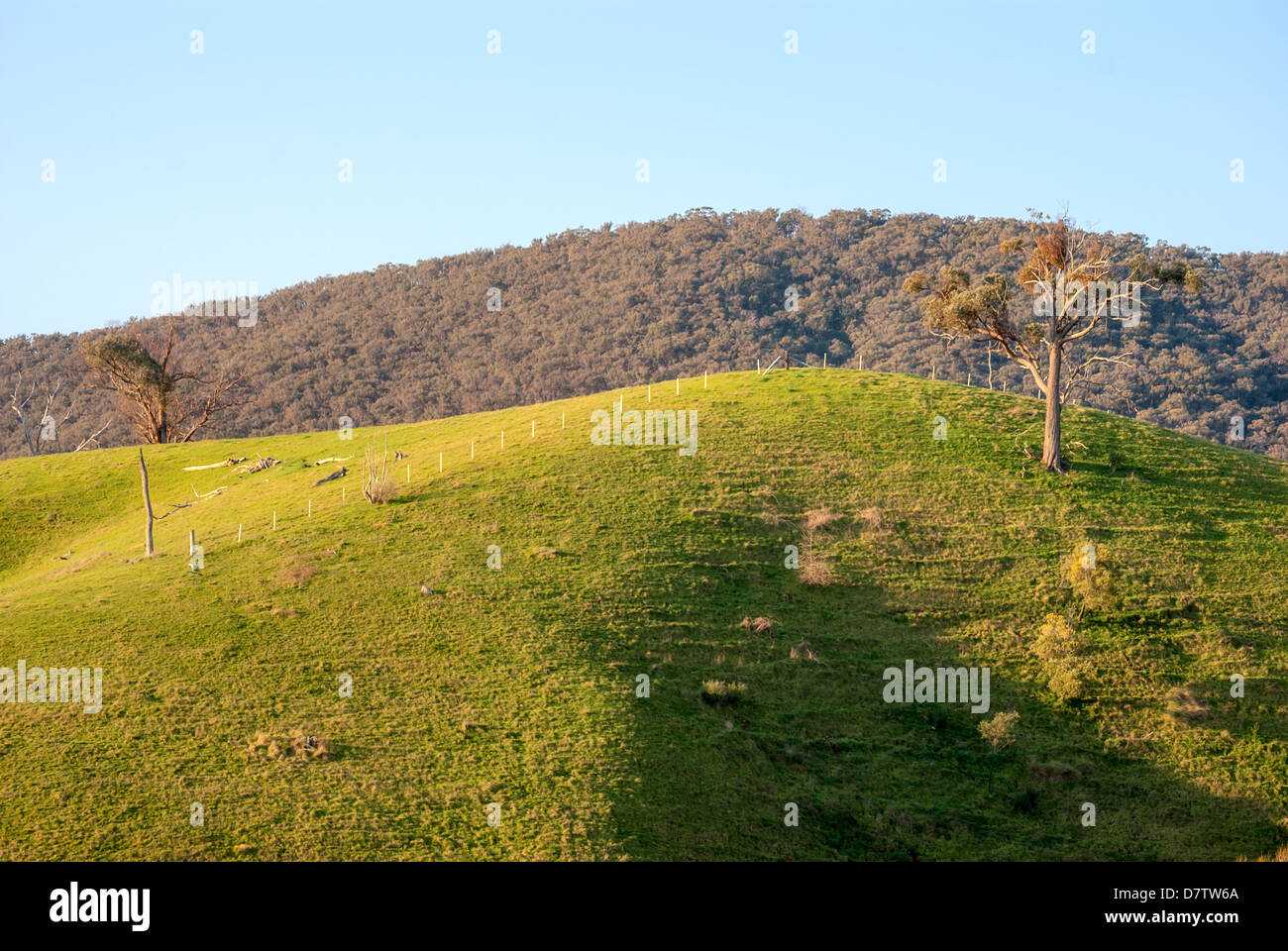 Terreni agricoli tra il Victorian high country città di Mansfield e Jamieson, in Australia. Foto Stock