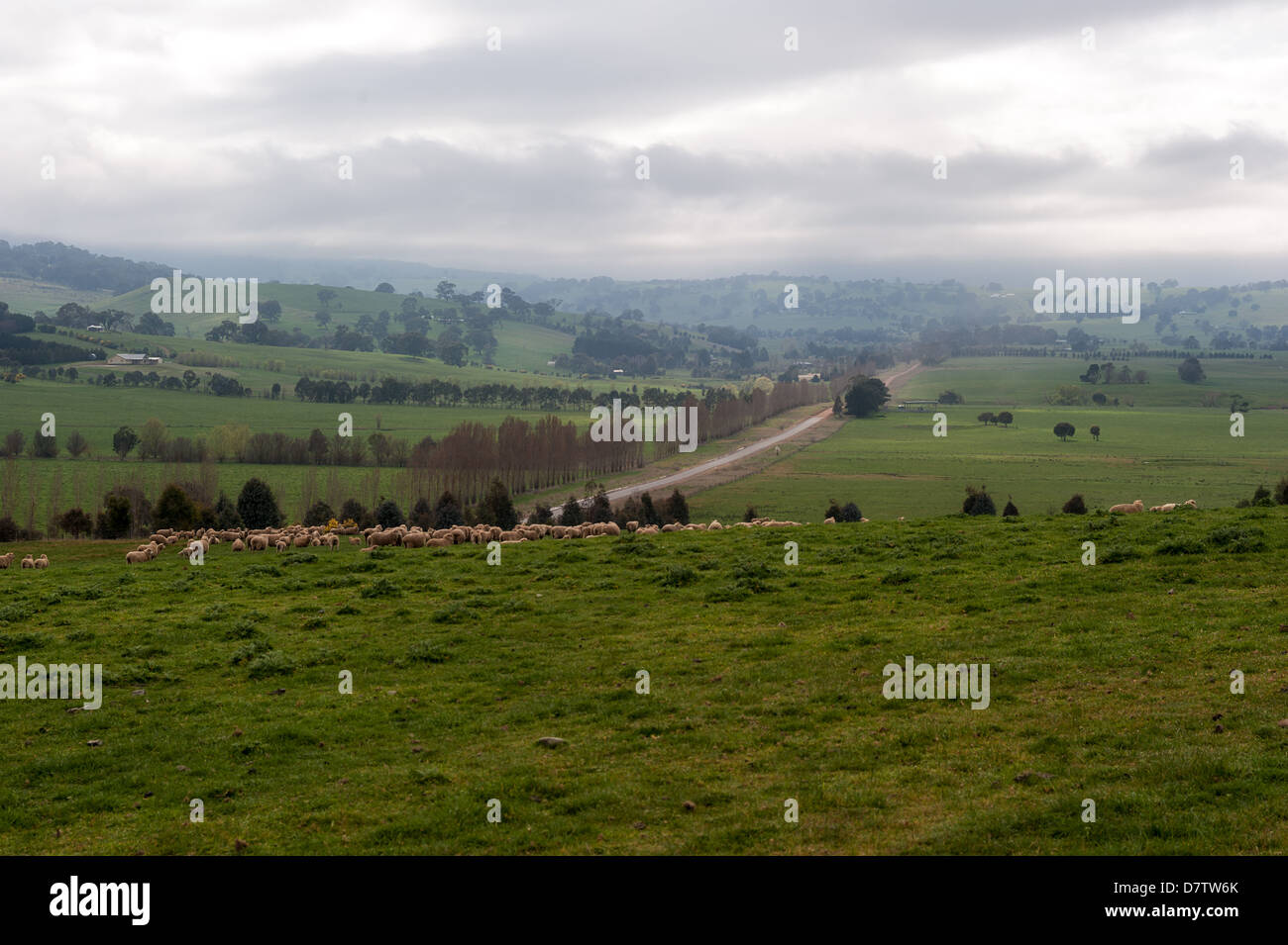 Terreni agricoli tra il Victorian high country città di Mansfield e Jamieson, in Australia. Foto Stock