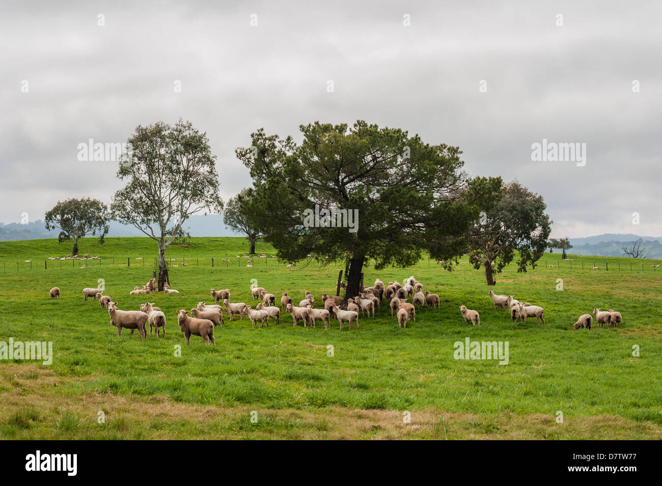 Terreni agricoli tra il Victorian high country città di Mansfield e Jamieson, in Australia. Foto Stock