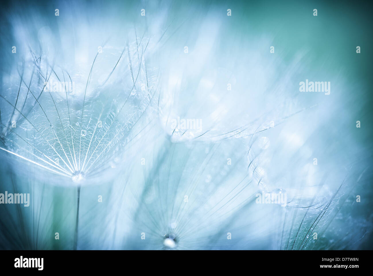 Blue abstract sfondo floreale, closeup di fiori di tarassaco con gocce di rugiada, natura dettaglio, estate Foto Stock