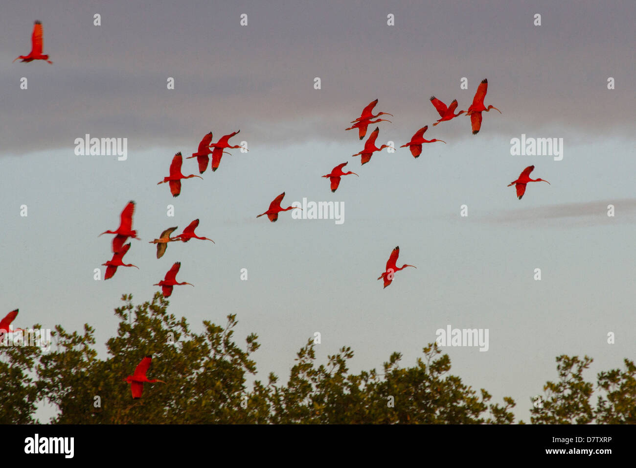 Scarlet Ibis ritorno a roost al crepuscolo, Caroni Swamp, porta-di-Spagna, Trinidad, West Indies, dei Caraibi Foto Stock