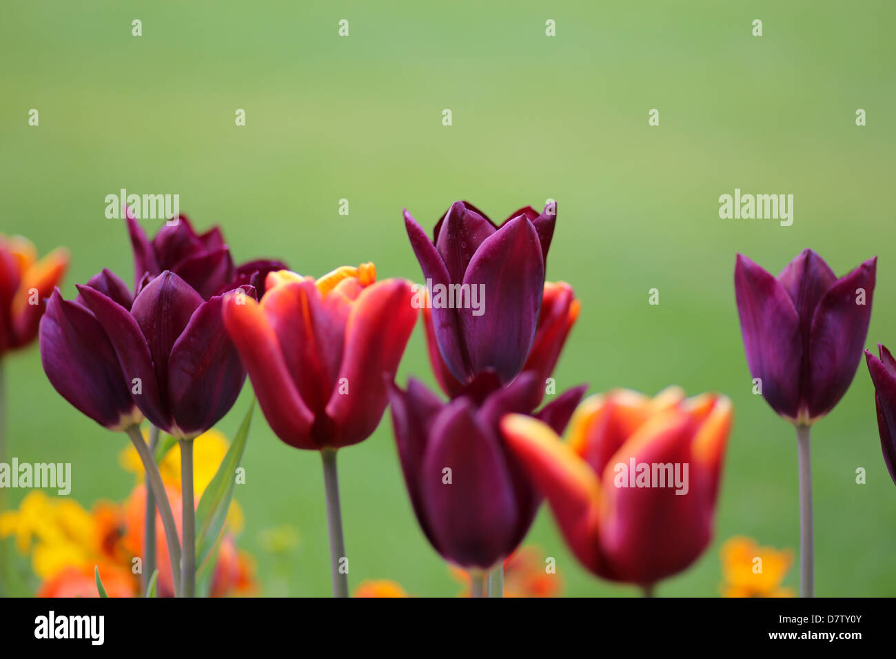 La molla tulip fiori su sfondo verde chiaro, Maggio 2013 a Oxford, Inghilterra Foto Stock