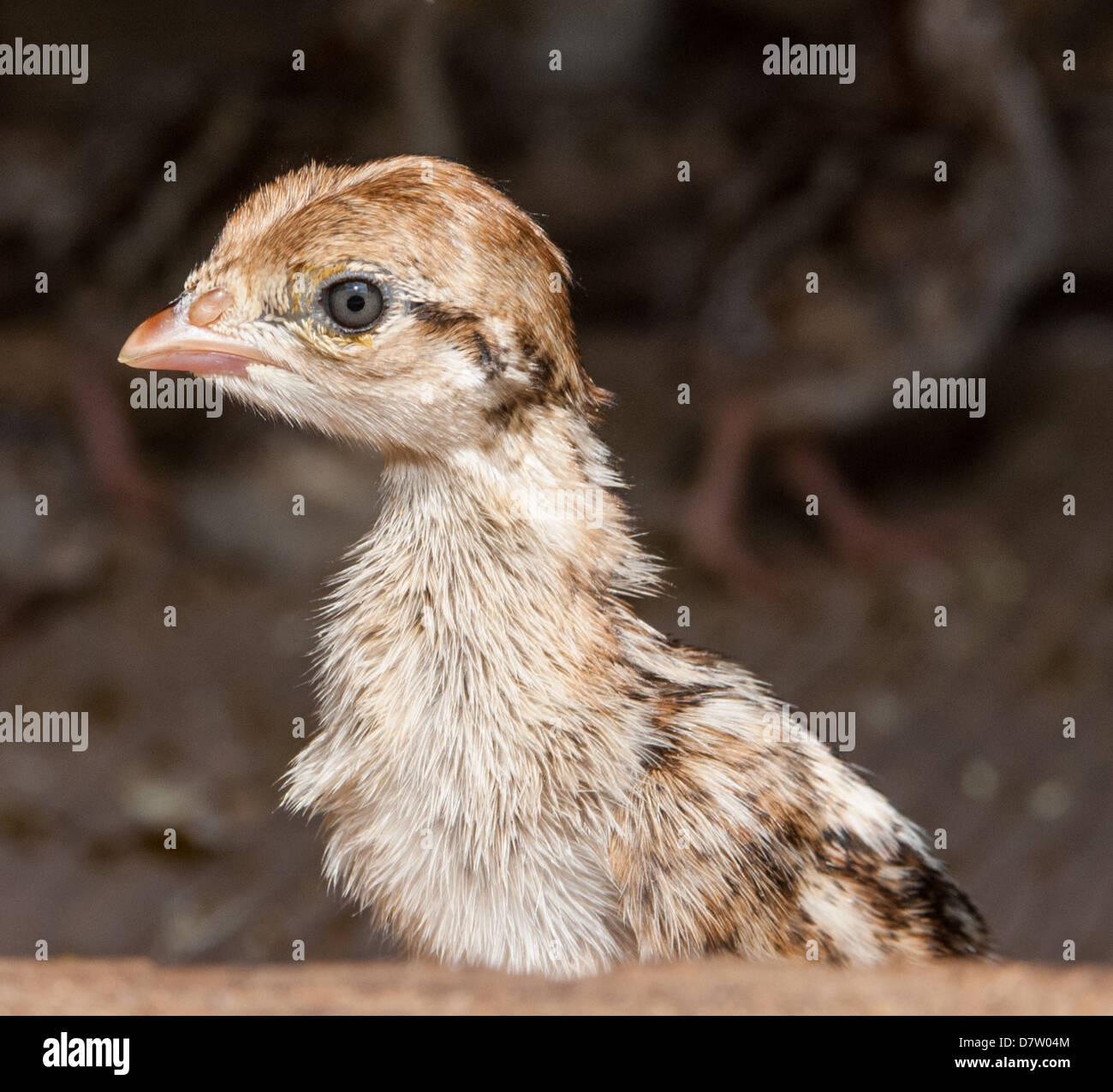 Giovani partridge chick in una penna di allevamento - Ritratto Foto Stock