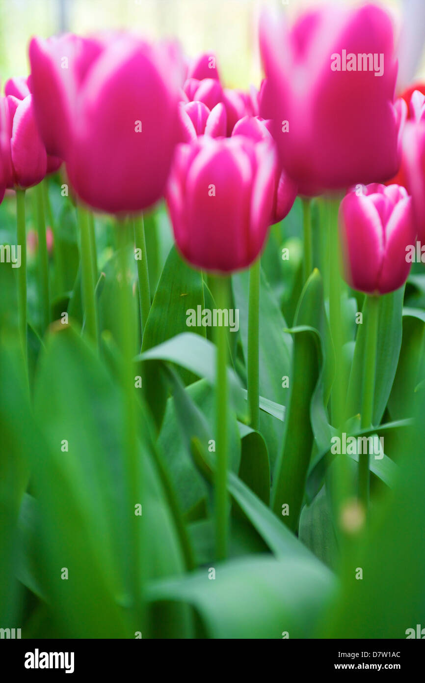 Tulipani giardini Keukenhof Lisse, Paesi Bassi Foto Stock