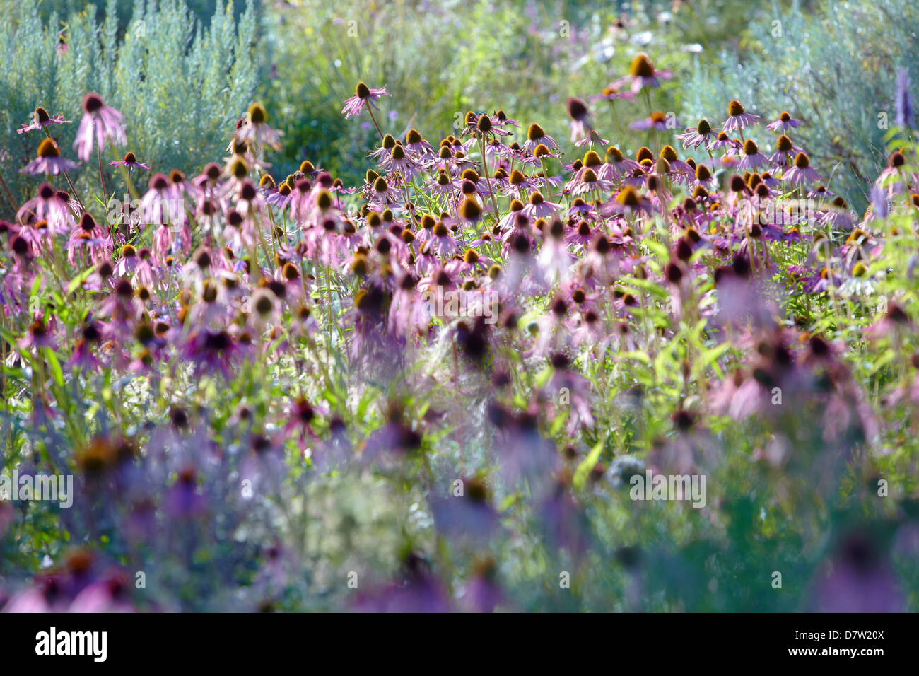 Fiori d'estate nel 'Hermannshof' Weinheim Foto Stock