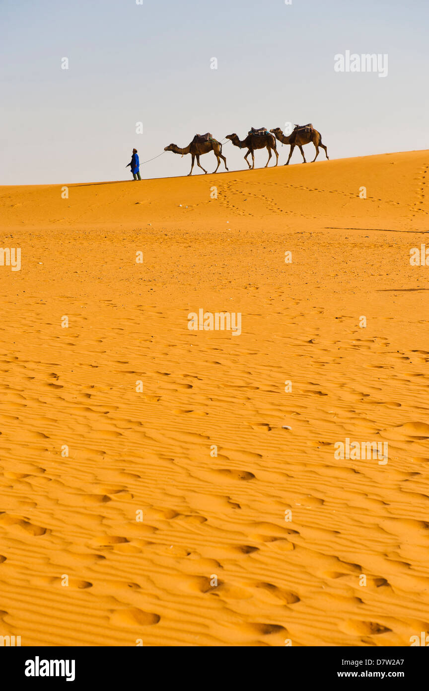 Camel caravan in Erg Chebbi Desert, Sahara Deserto vicino a Merzouga, Marocco, Africa del Nord Foto Stock