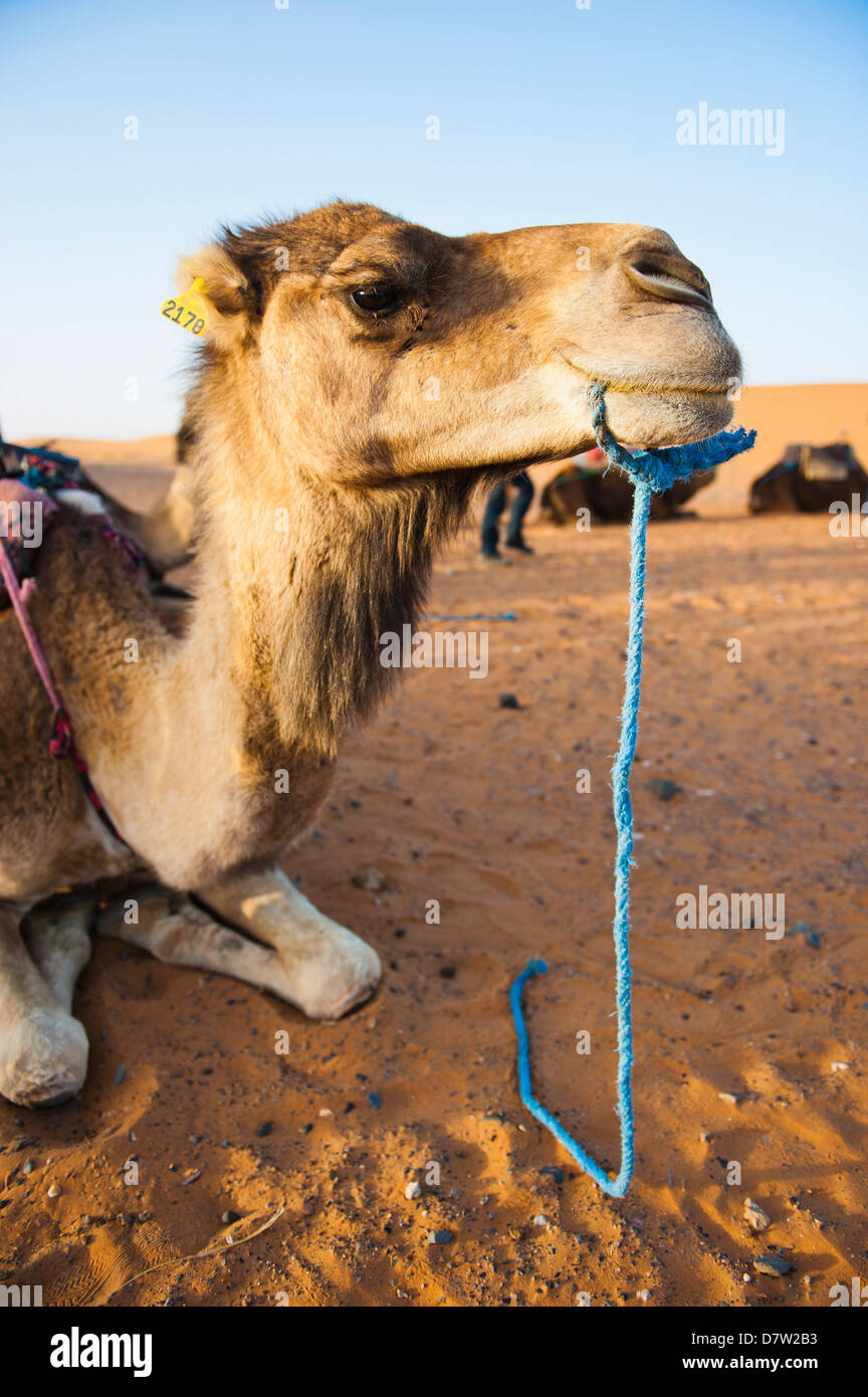 Ritratto di cammello, Erg Chebbi Desert, Sahara Deserto vicino a Merzouga, Marocco, Africa del Nord Foto Stock