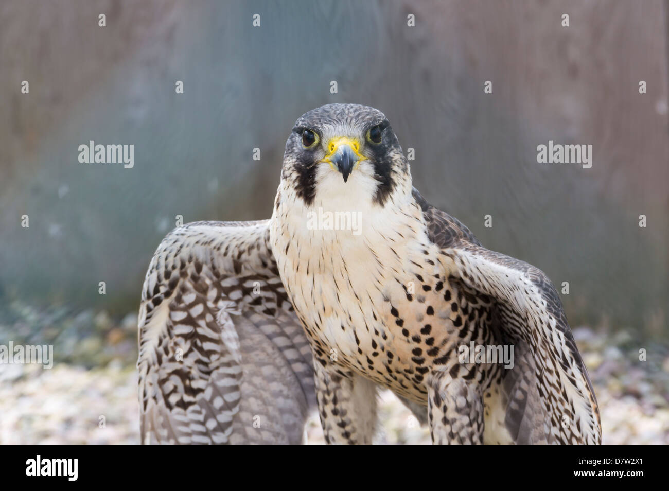 Falco pellegrino flettendo le sue ali mentre appollaiato su un post presso il guanto di sfida in uccelli rapaci Eagle e Vulture Park nel Cheshire. Foto Stock