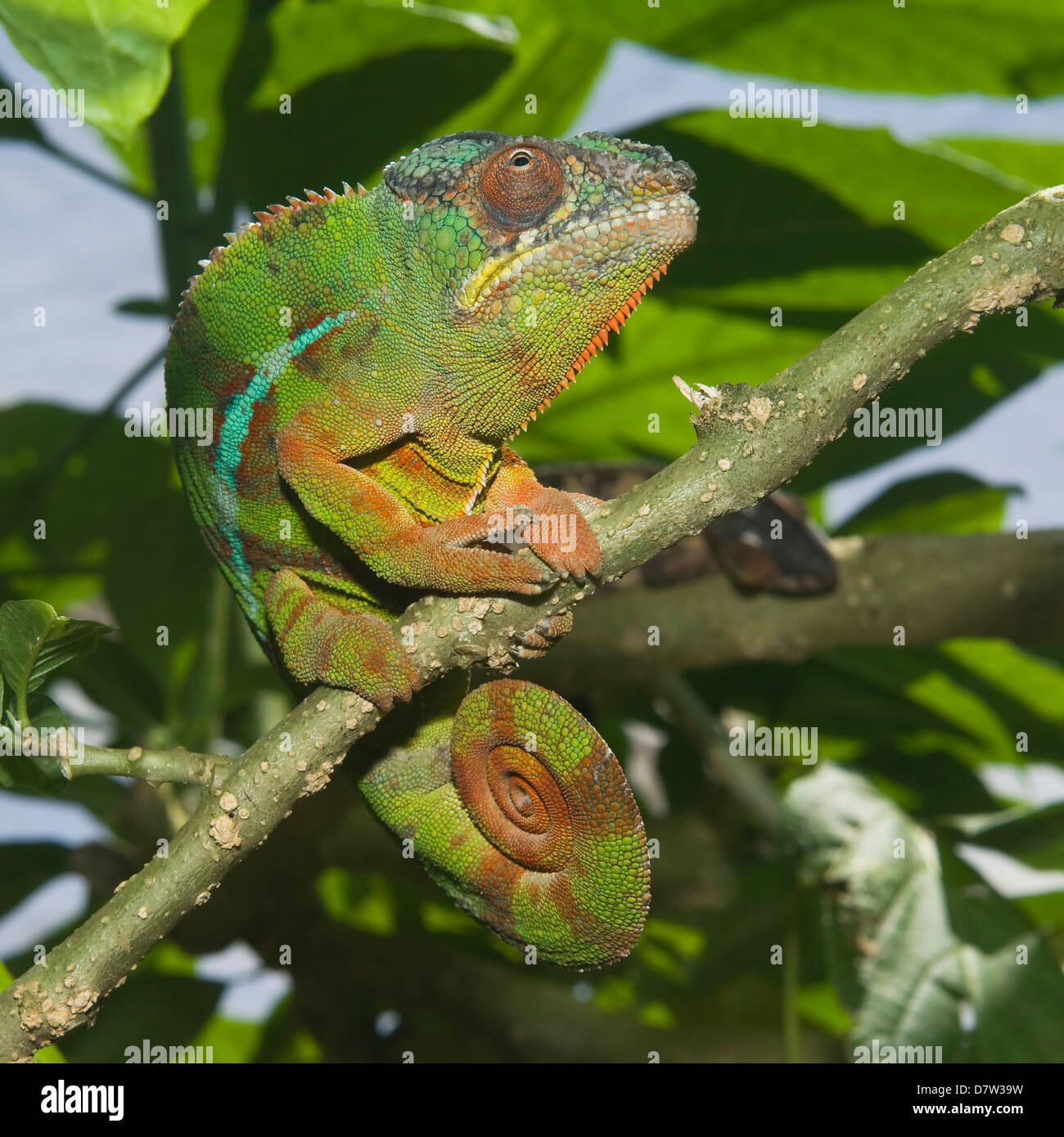 Panther chameleon (Furcifer pardalis), Madagascar Foto Stock