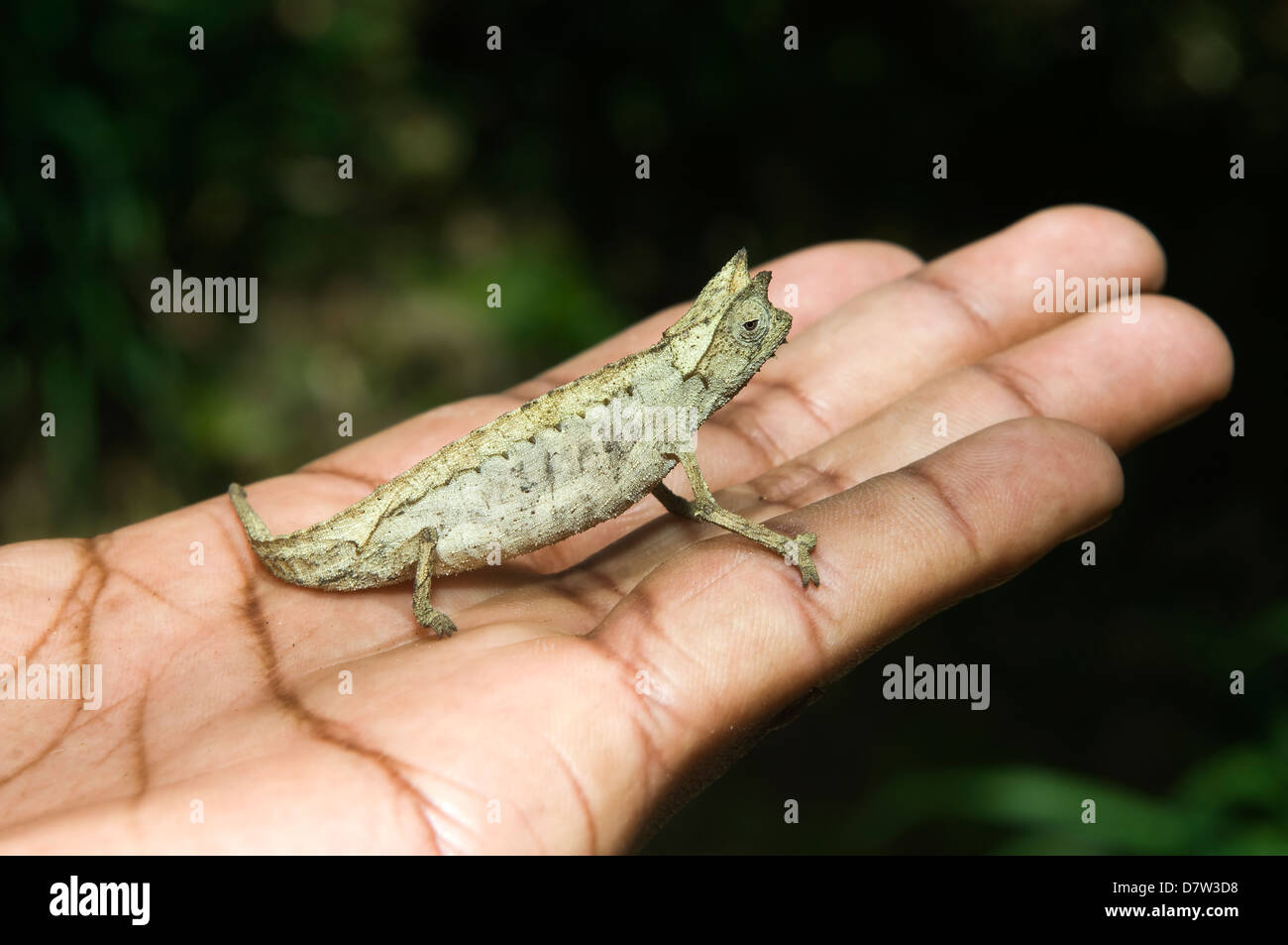 Foglia pigmeo chameleon (Brookesia minimi), Madagascar Foto Stock