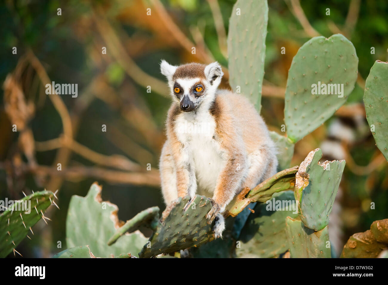 Anello-tailed lemur (Lemur catta) su cactus, vicino minacciato, Berenty Riserva Naturale, Madagascar Foto Stock