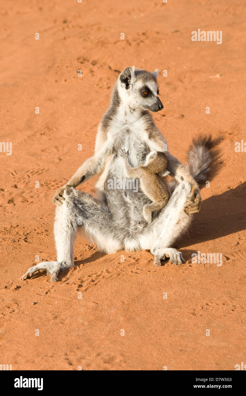 Anello-tailed lemur (Lemur catta) prendere il sole con un lattante cub, vicino minacciato, Berenty Riserva Naturale, Madagascar Foto Stock