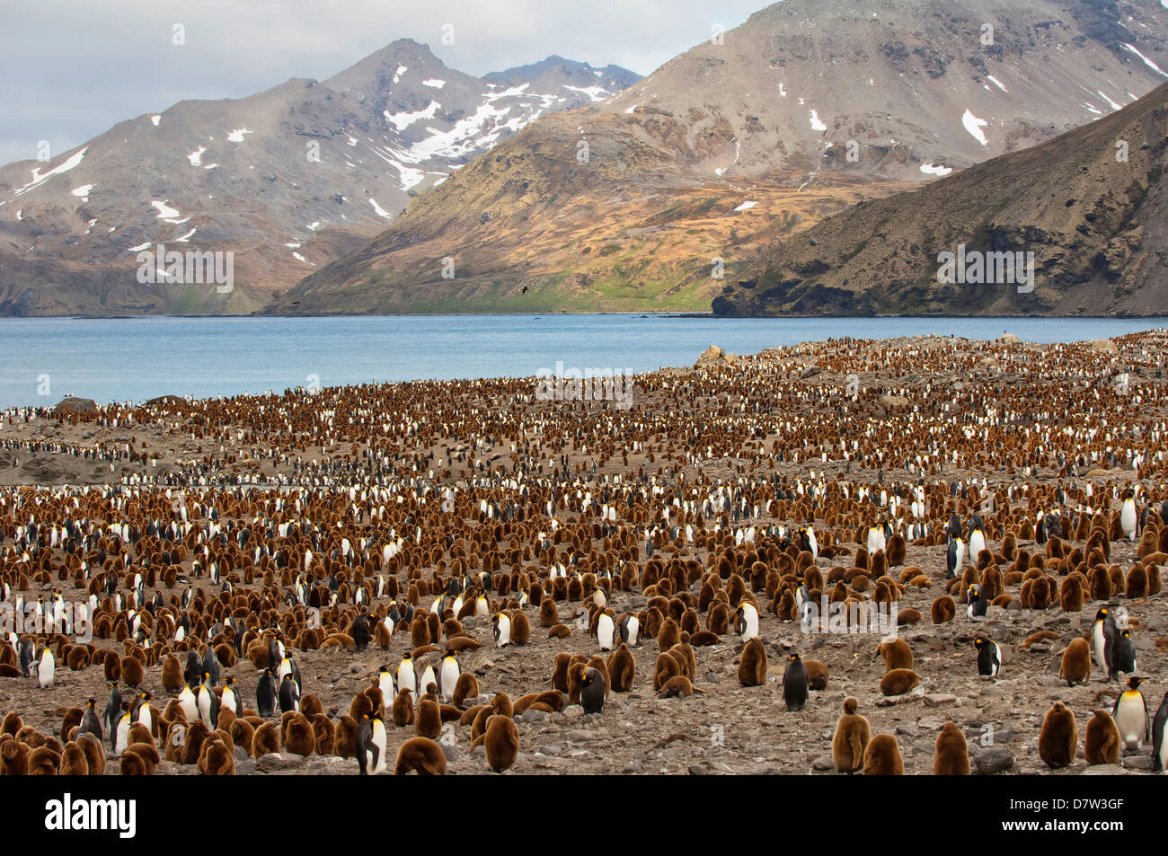 Pinguino reale (Aptenodytes patagonicus) colonia, St Andrews Bay, Isola Georgia del Sud Foto Stock