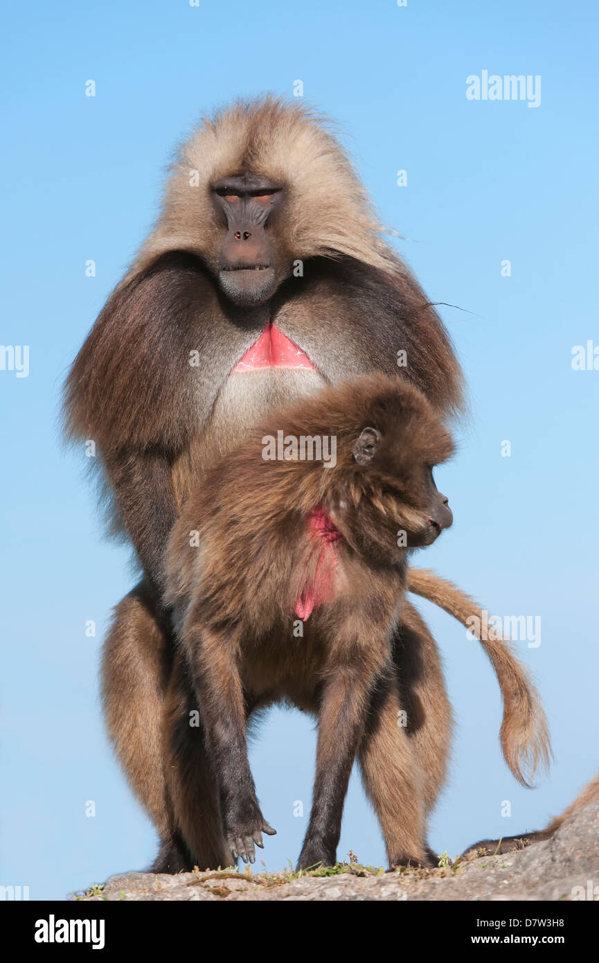 Accoppiamento babbuino Gelada (Theropithecus Gelada), Simien Mountains National Park, Amhara Region, Nord Etiopia Foto Stock