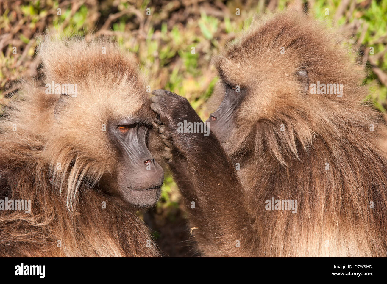 I babbuini Gelada (Theropithecus Gelada grooming) ogni altra, Simien Mountains National Park, Amhara Region, Nord Etiopia Foto Stock