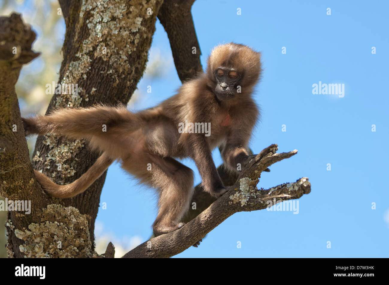 Baby babbuino Gelada (Theropithecus Gelada), Simien Mountains National Park, Amhara Region, Nord Etiopia Foto Stock