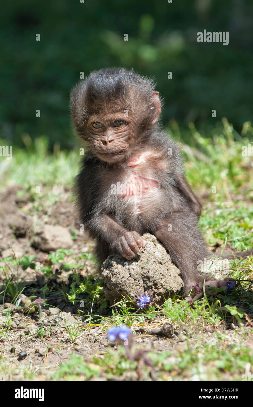 Baby babbuino Gelada (Theropithecus Gelada), Simien Mountains National Park, Amhara Region, Nord Etiopia Foto Stock