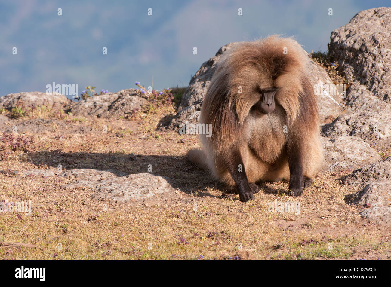 Babbuino Gelada (Theropithecus Gelada), Simien Mountains National Park, Amhara Region, Nord Etiopia Foto Stock