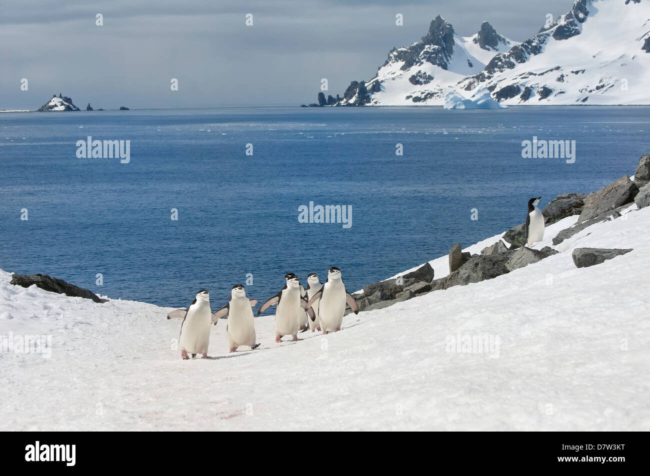 Pinguini Chinstrap camminando su di una distesa di ghiaccio cap, Half Moon Island, a sud delle Isole Shetland Isola, Penisola Antartica, Antartide Foto Stock