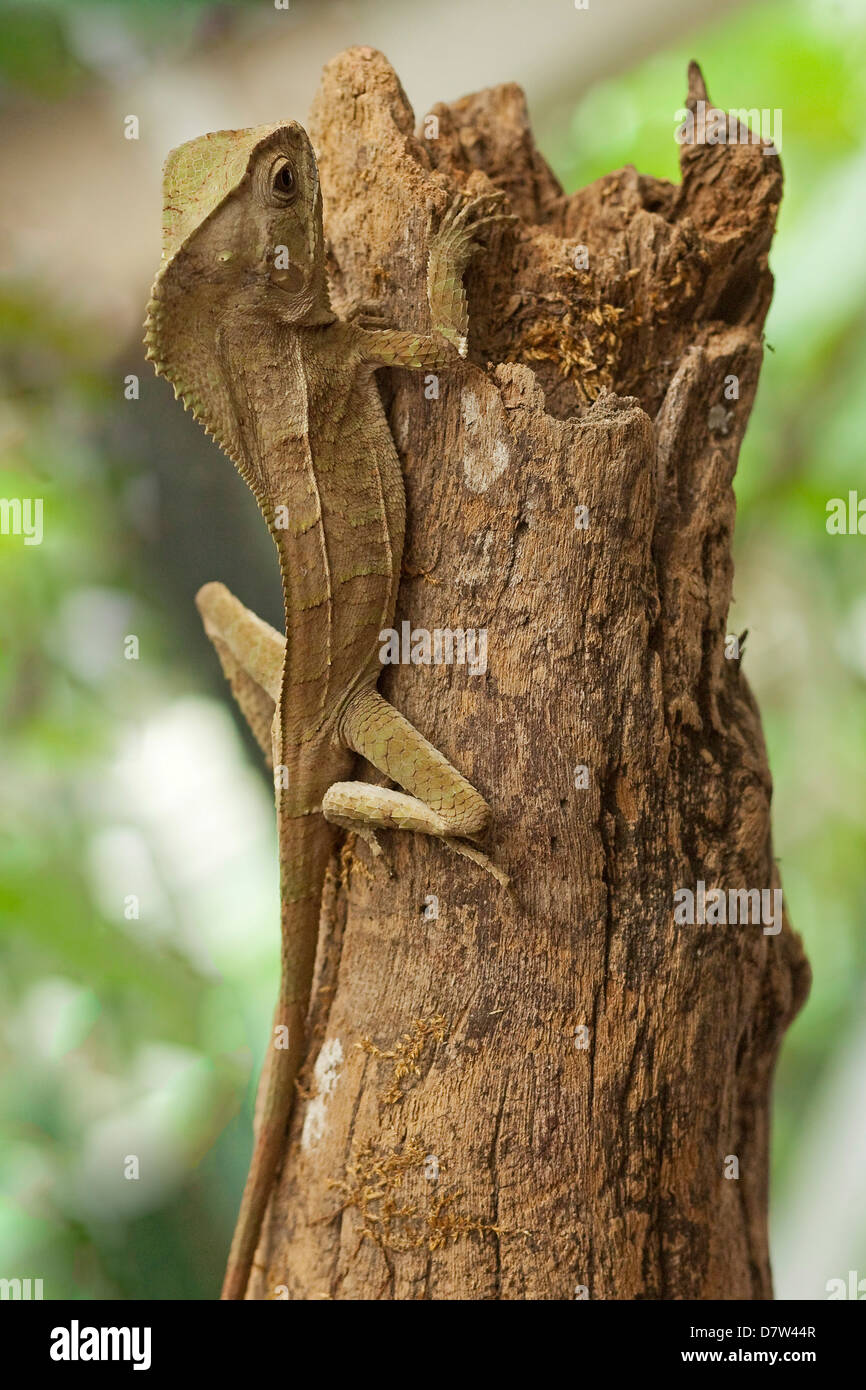 Helmeted Iguana o foresta Chameleon (Corytophanes cristatus), Arenal, provincia di Alajuela, Costa Rica Foto Stock