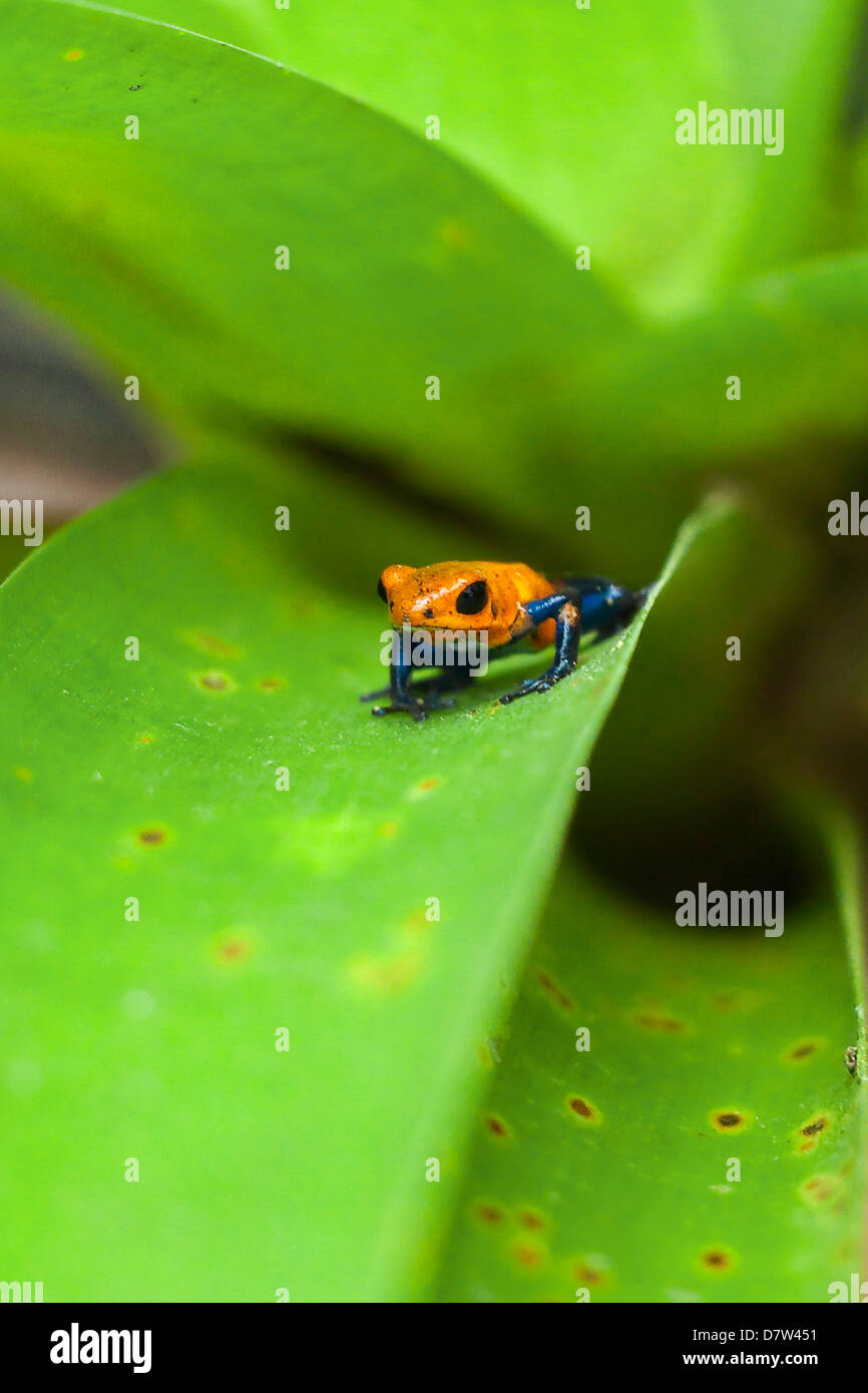 Poison Dart Frog, denominato a causa esso excreting un veleno che paralizza - usato su native frecce; Arenal, provincia di Alajuela, Costa Rica Foto Stock