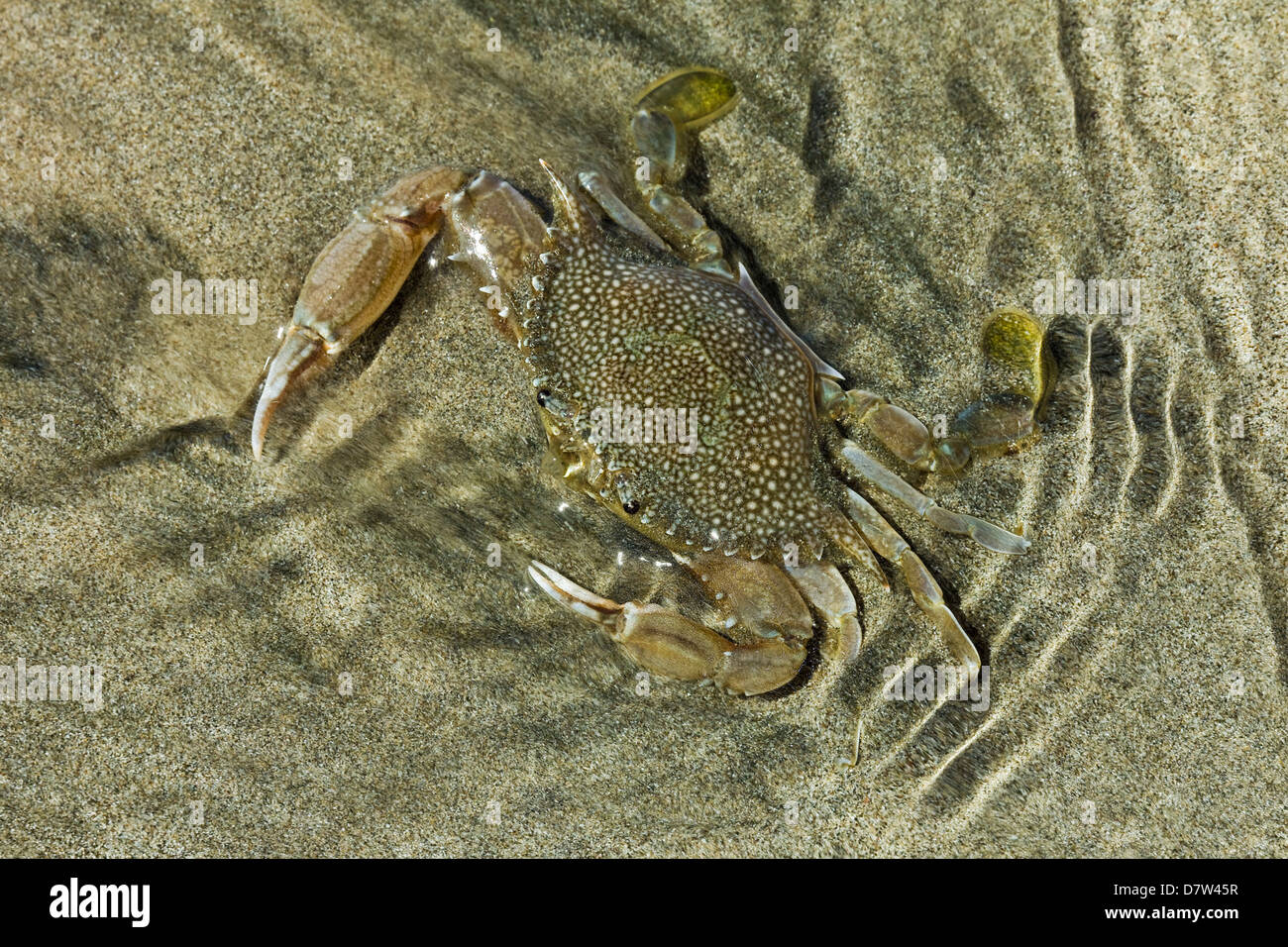 Superbamente mimetizzata crab su Playa Guiones beach, Nosara, Nicoya peninsula, provincia di Guanacaste, Costa Rica Foto Stock