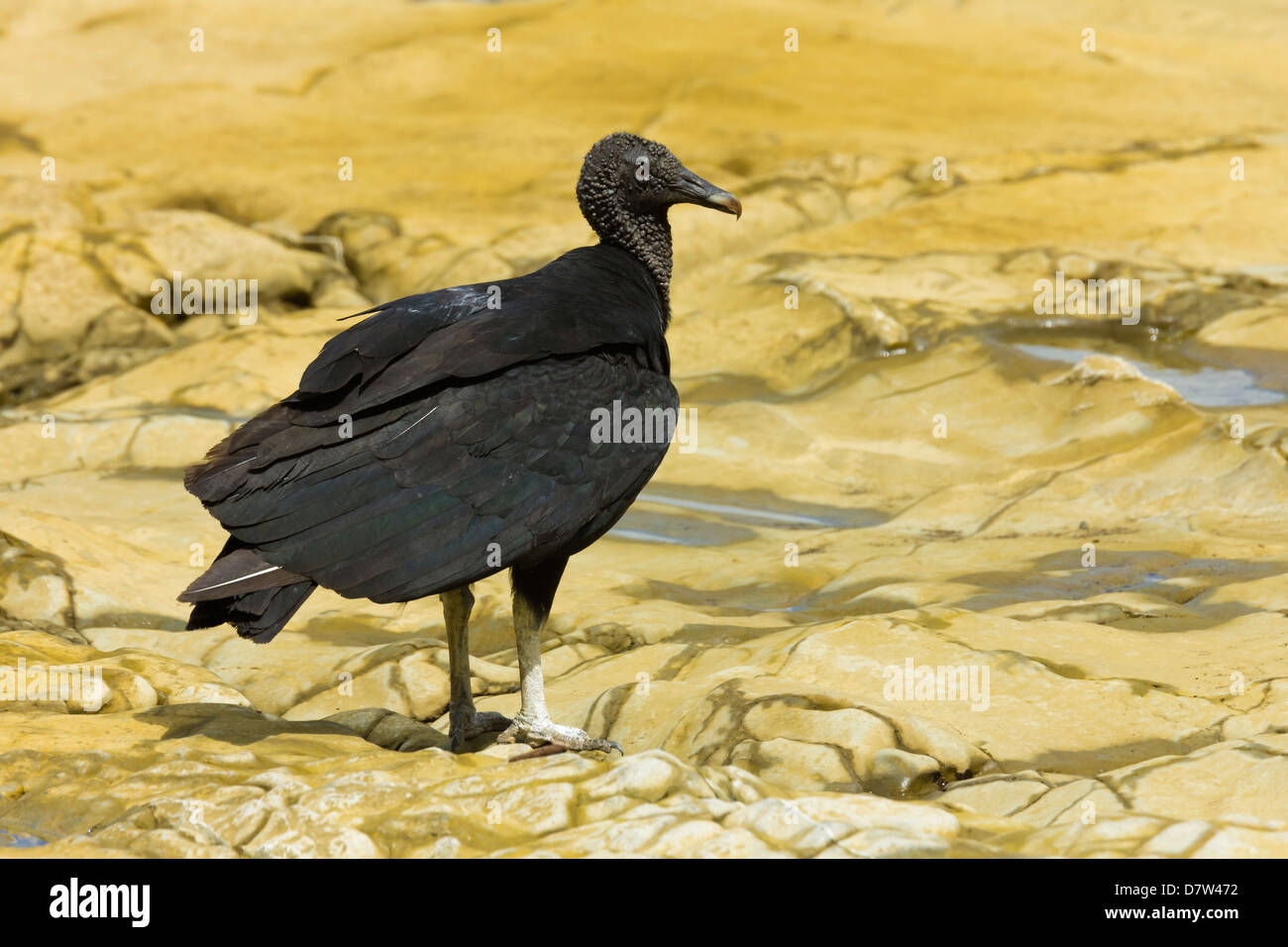 Sud Americana avvoltoio nero, un comune scavenger, in corrispondenza di una bocca di fiume; Nosara, Nicoya peninsula, provincia di Guanacaste, Costa Rica Foto Stock
