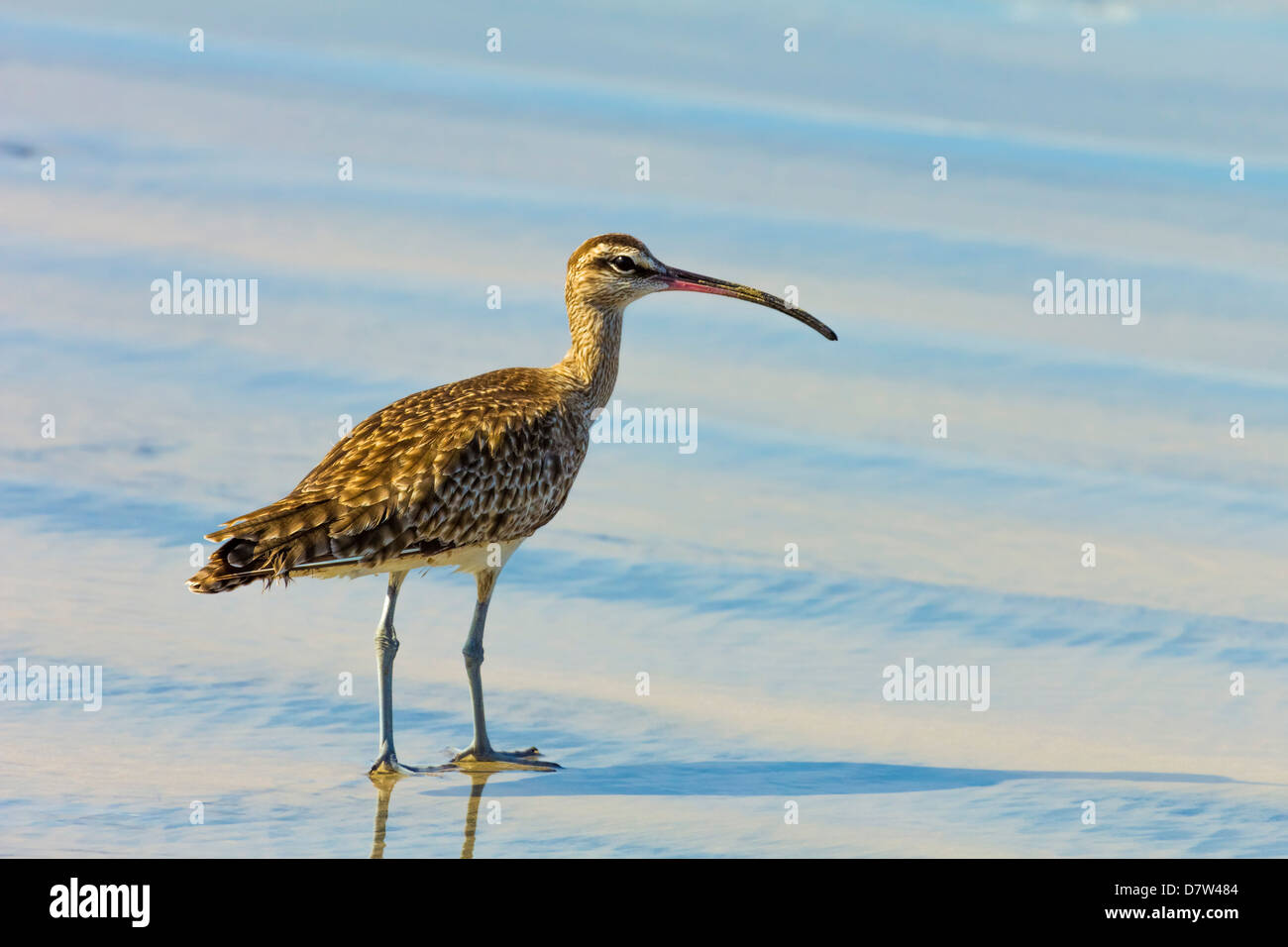 A lungo fatturate (Curlew numenius americanus) su Playa Guiones spiaggia a Nosara, Nicoya peninsula, provincia di Guanacaste, Costa Rica Foto Stock