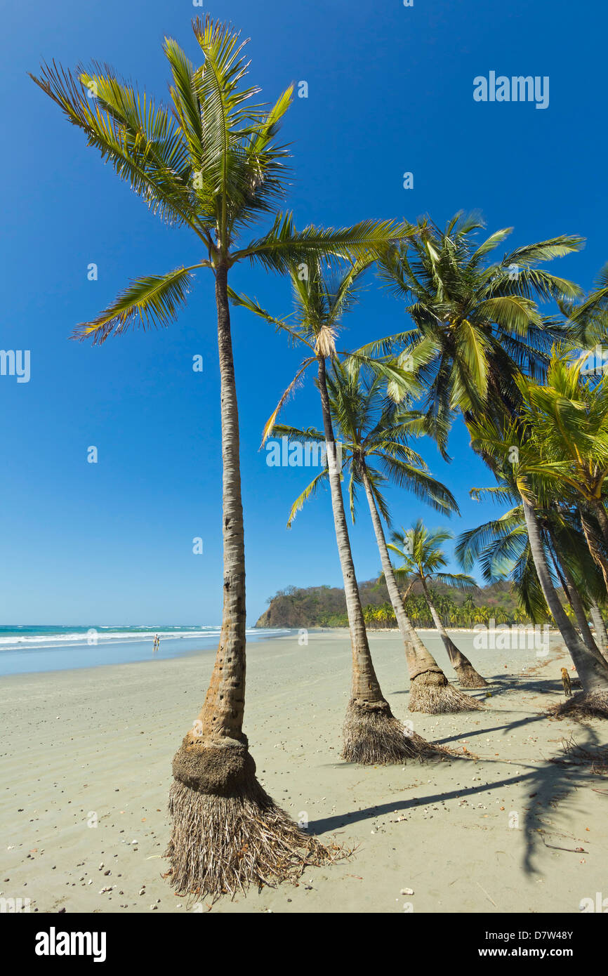 La sabbia bianca della spiaggia orlata di palme in questo rilassato villaggio & resort; Samara, provincia di Guanacaste, Nicoya peninsula, Costa Rica Foto Stock