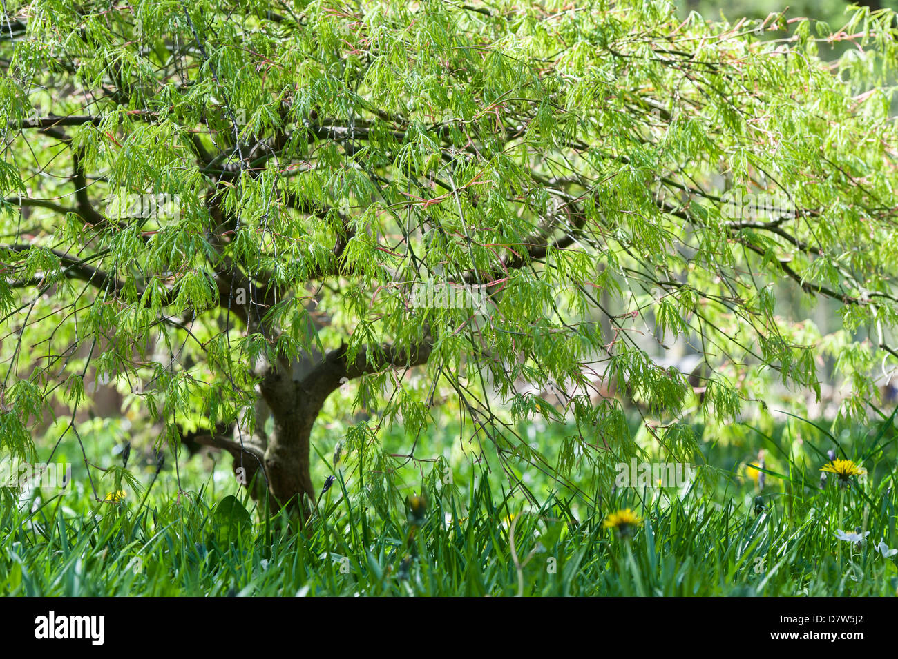 Acer Palmatum Flavescens. Giapponese acero Foto Stock