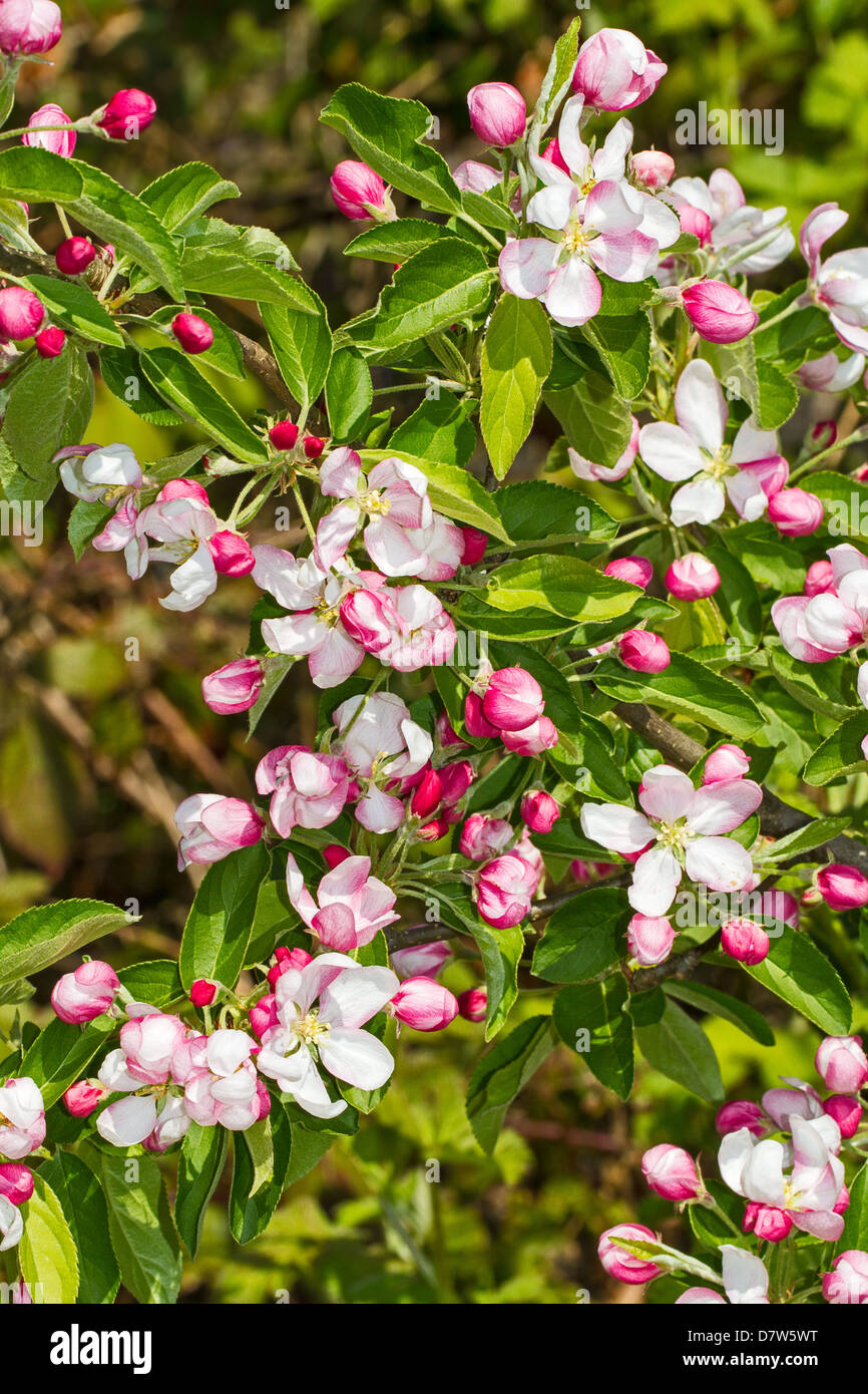 Fiore di melo Foto Stock