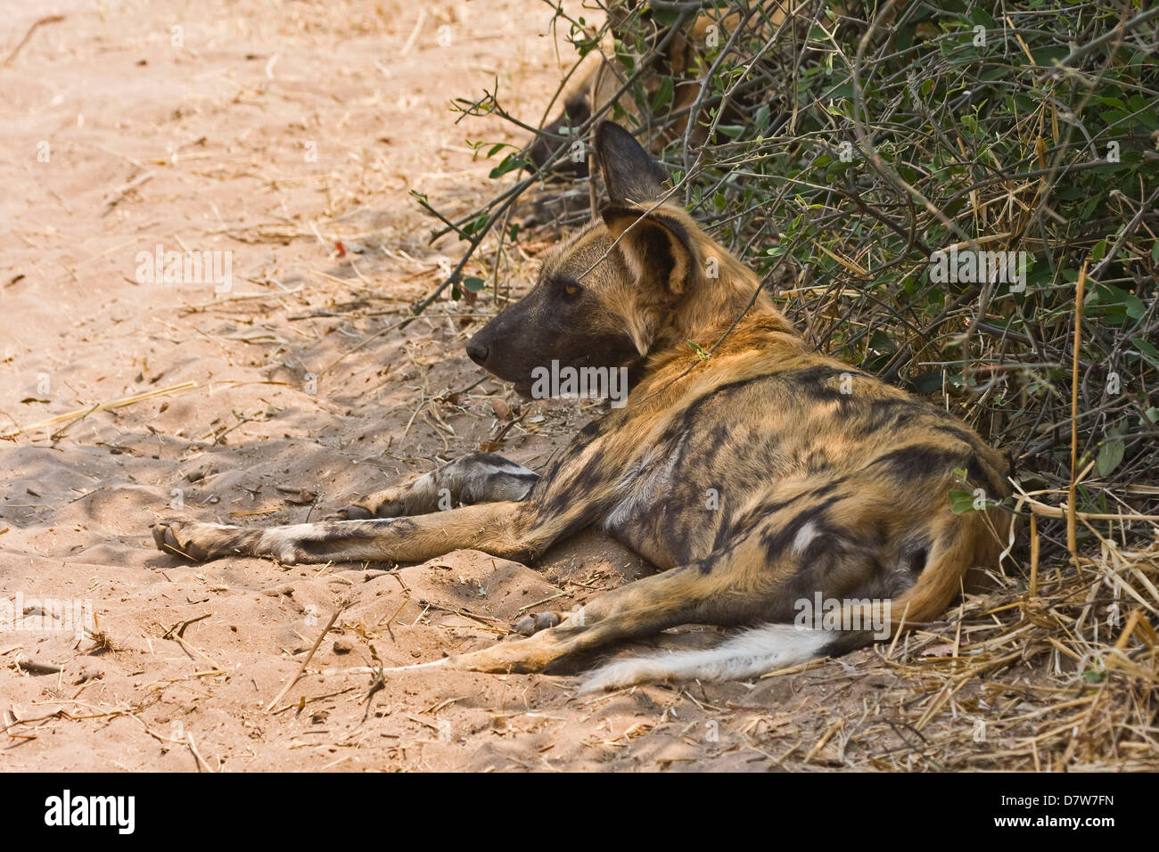 African bush dog immagini e fotografie stock ad alta risoluzione - Alamy