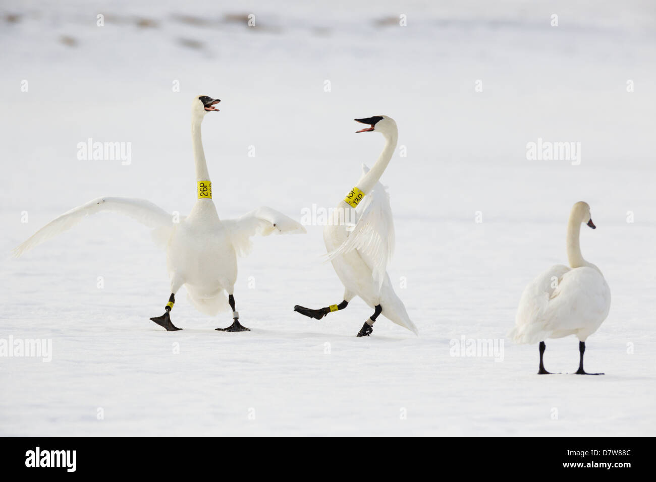 Due nastrare Trumpeter cigni selvatici in clacson e interagire. Foto Stock