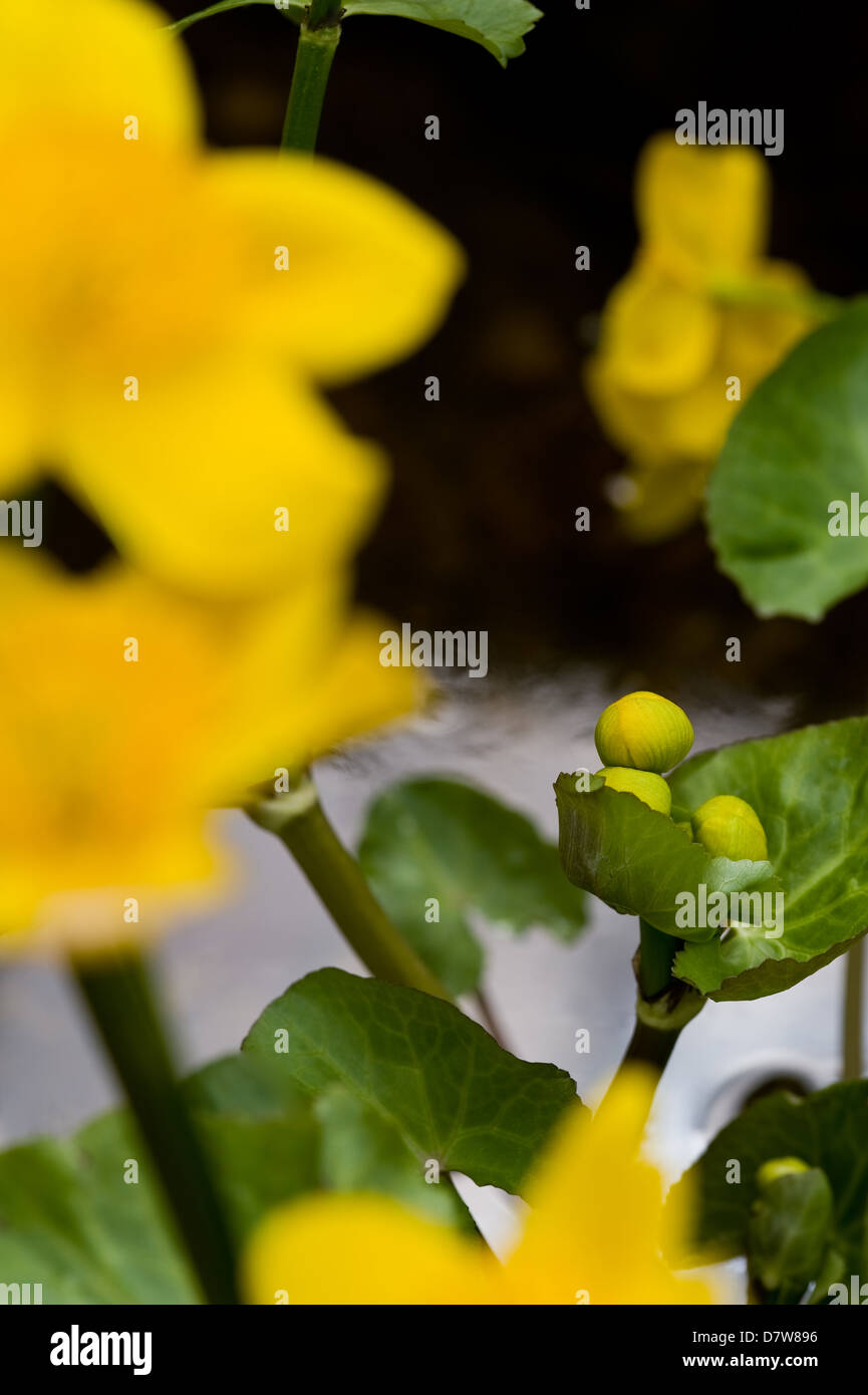 Caltha palustris ranunculaceae, marsh marigold kingcup. Foto Stock