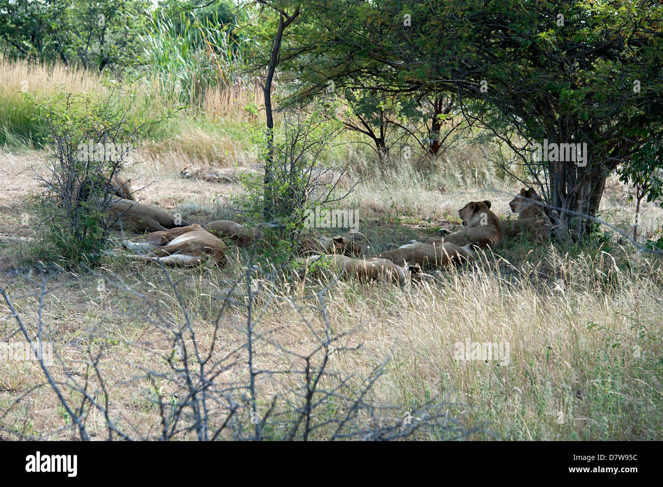 I Lions sdraiato in ombra nel parco di antilope, Zimbabwe. Foto Stock