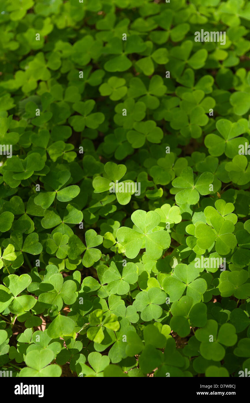 Wood Sorrel un delicato bassa pianta crescente sul pavimento di bosco verde brillante foglie hanno un aspetto molto simile a shamrock Foto Stock