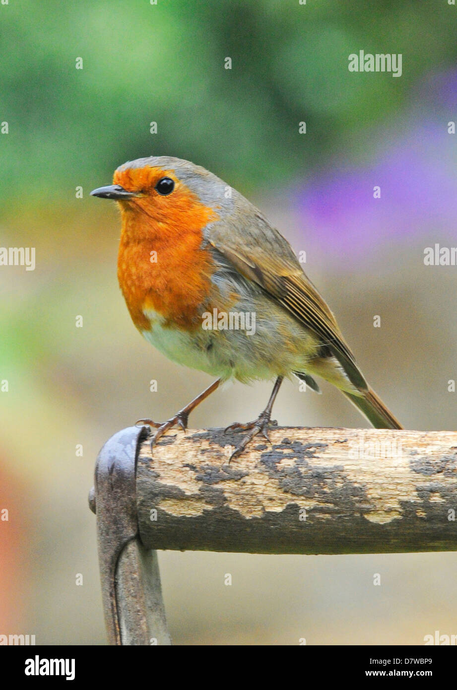 Una visualizzazione classica di un Robin Robin europea (Erithacus rubecula) Foto Stock