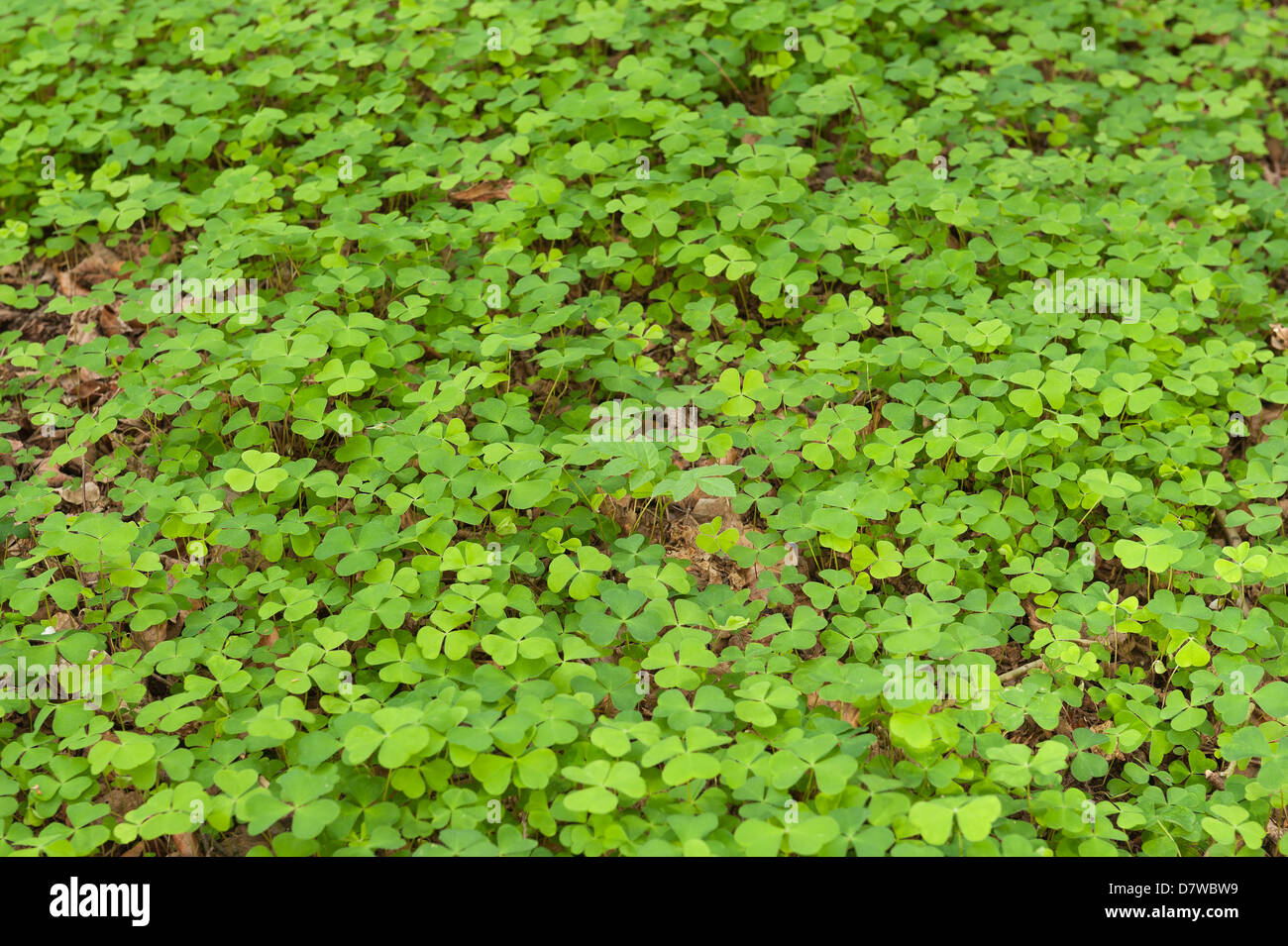 Wood Sorrel un delicato bassa pianta crescente sul pavimento di bosco verde brillante foglie hanno un aspetto molto simile a shamrock Foto Stock