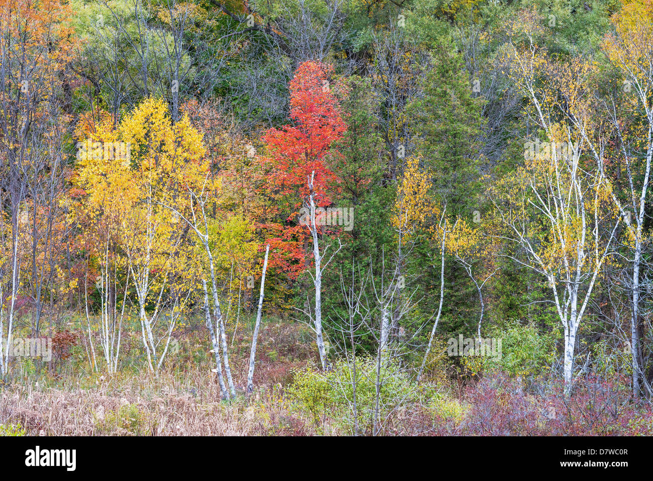 I colori dell'autunno a vecchie foreste di crescita in Webster falls area di conservazione, Ontario Canada Foto Stock