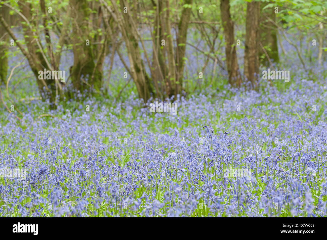 Un sacco di bluebells in un antico faggio e quercia bosco di betulle che ricopre il piano terreno sottostante albero canopy Foto Stock