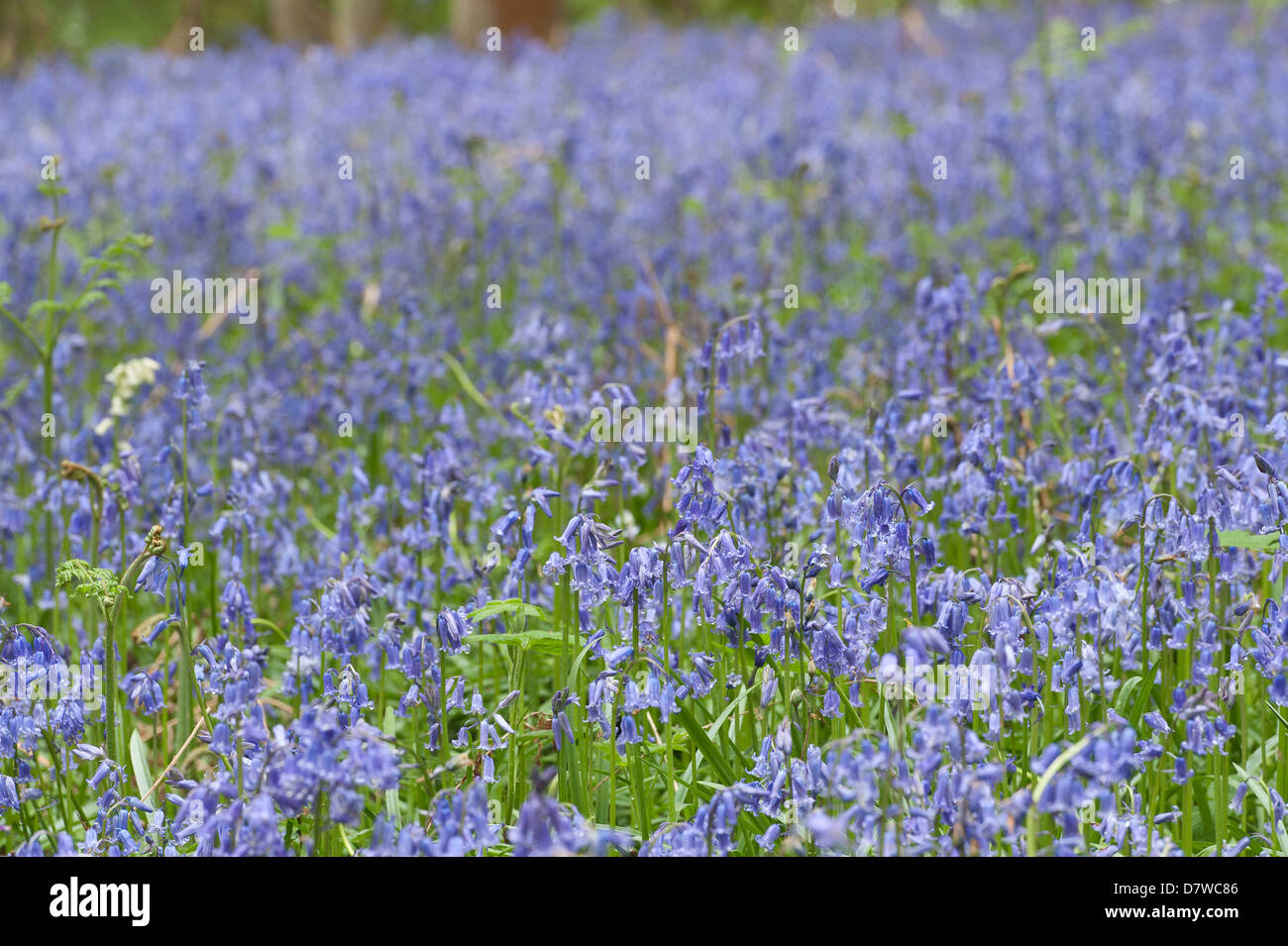 Un sacco di bluebells in un antico faggio e quercia bosco di betulle che ricopre il piano terreno sottostante albero canopy Foto Stock