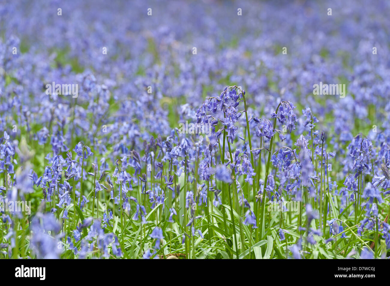 Un sacco di bluebells in un antico faggio e quercia bosco di betulle che ricopre il piano terreno sottostante albero canopy Foto Stock