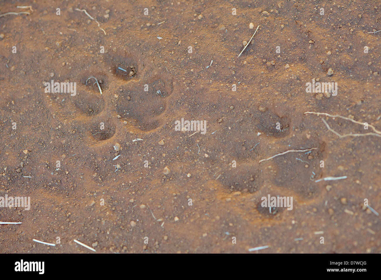 Big cat paw stampe in polvere, Meru National Park, Kenya Foto Stock