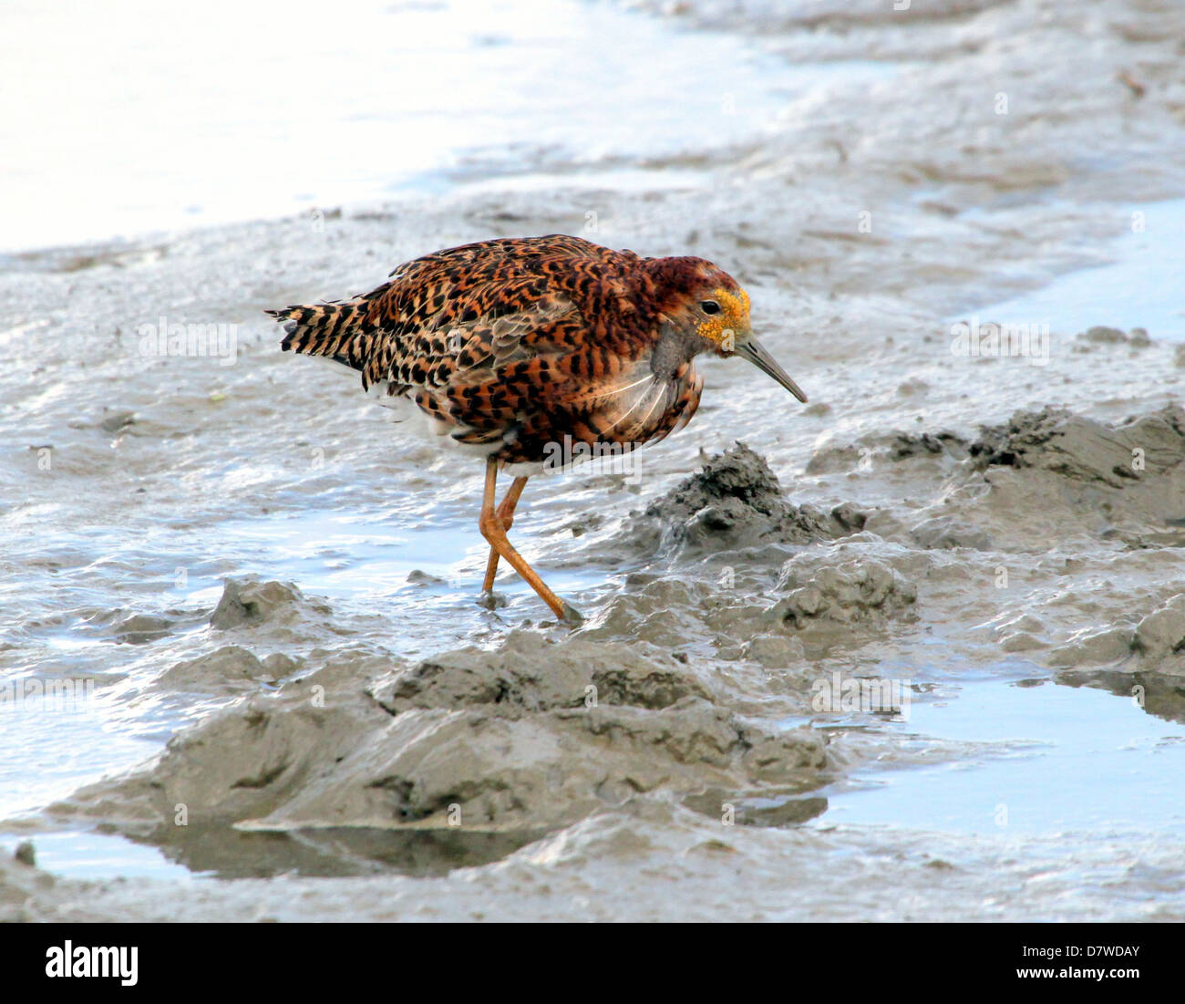 Rovistando maschio adulto Ruff ( Philomachus pugnax), in pieno piumaggio di allevamento Foto Stock