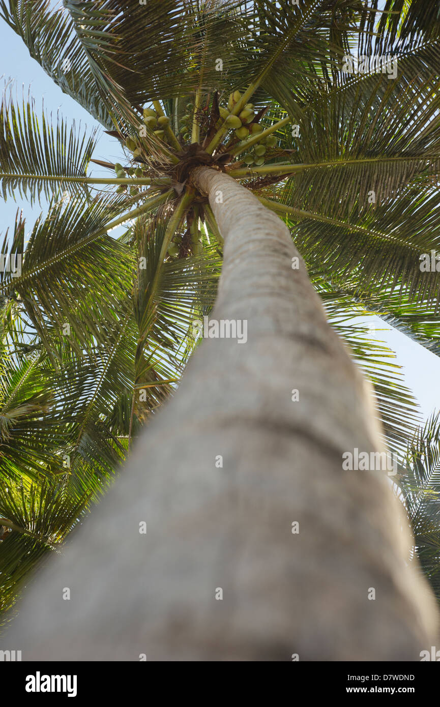 Il Cocos nucifera. Close up della crescita di una palma da cocco tronco di  albero. India Foto stock - Alamy