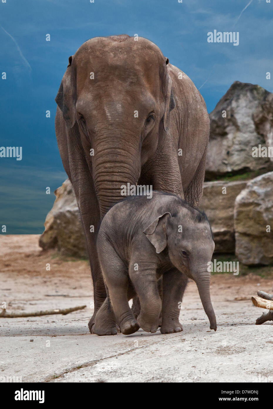 Elefante asiatico (Elephas maximus) madre e vitello Foto Stock
