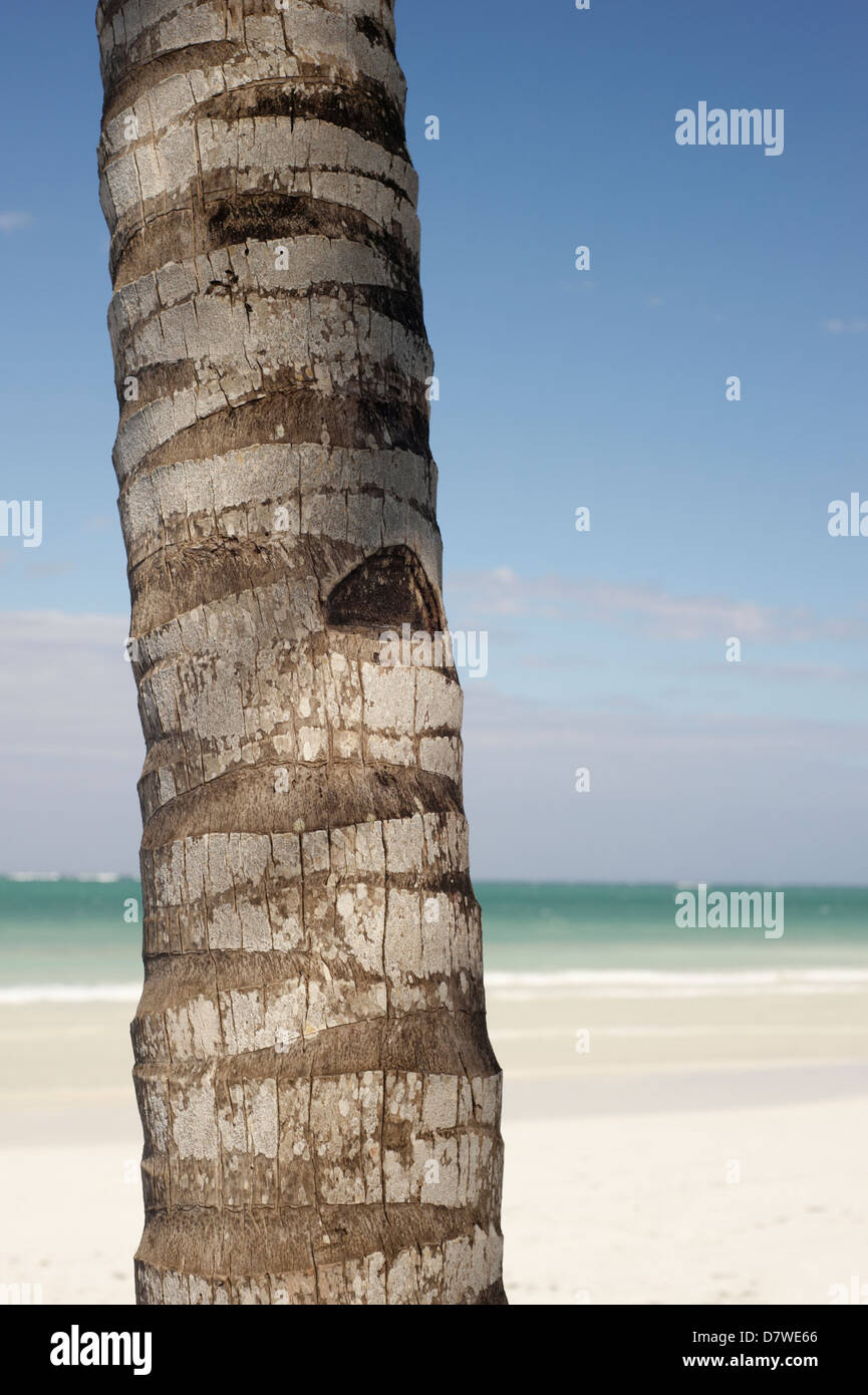 Palm tree tronco contro il cielo blu e bianche sabbie della spiaggia di Diani, Kenya Foto Stock