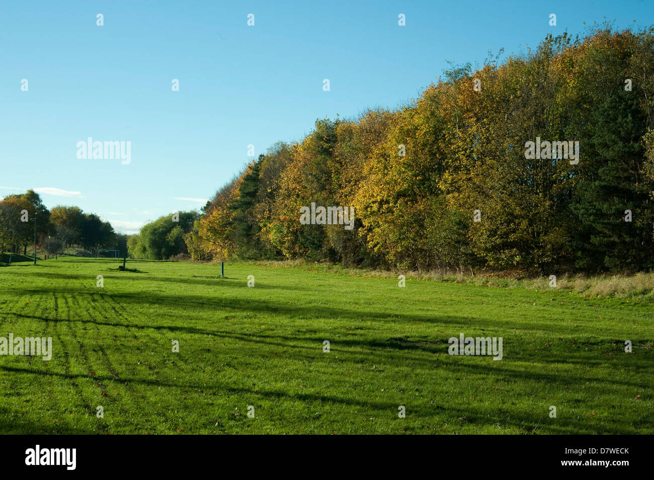 Fila di alberi,auto le vie,l'erba cieli blu,ombre,siepe,verde,campi da gioco,sunshine. Foto Stock