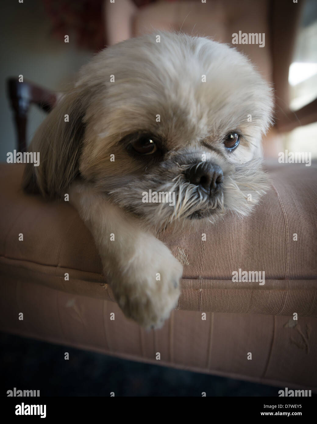 Close-up di un molto carino, piccole, bianco Shih Tzu cucciolo di cane lazed su una grande sedia. Foto Stock