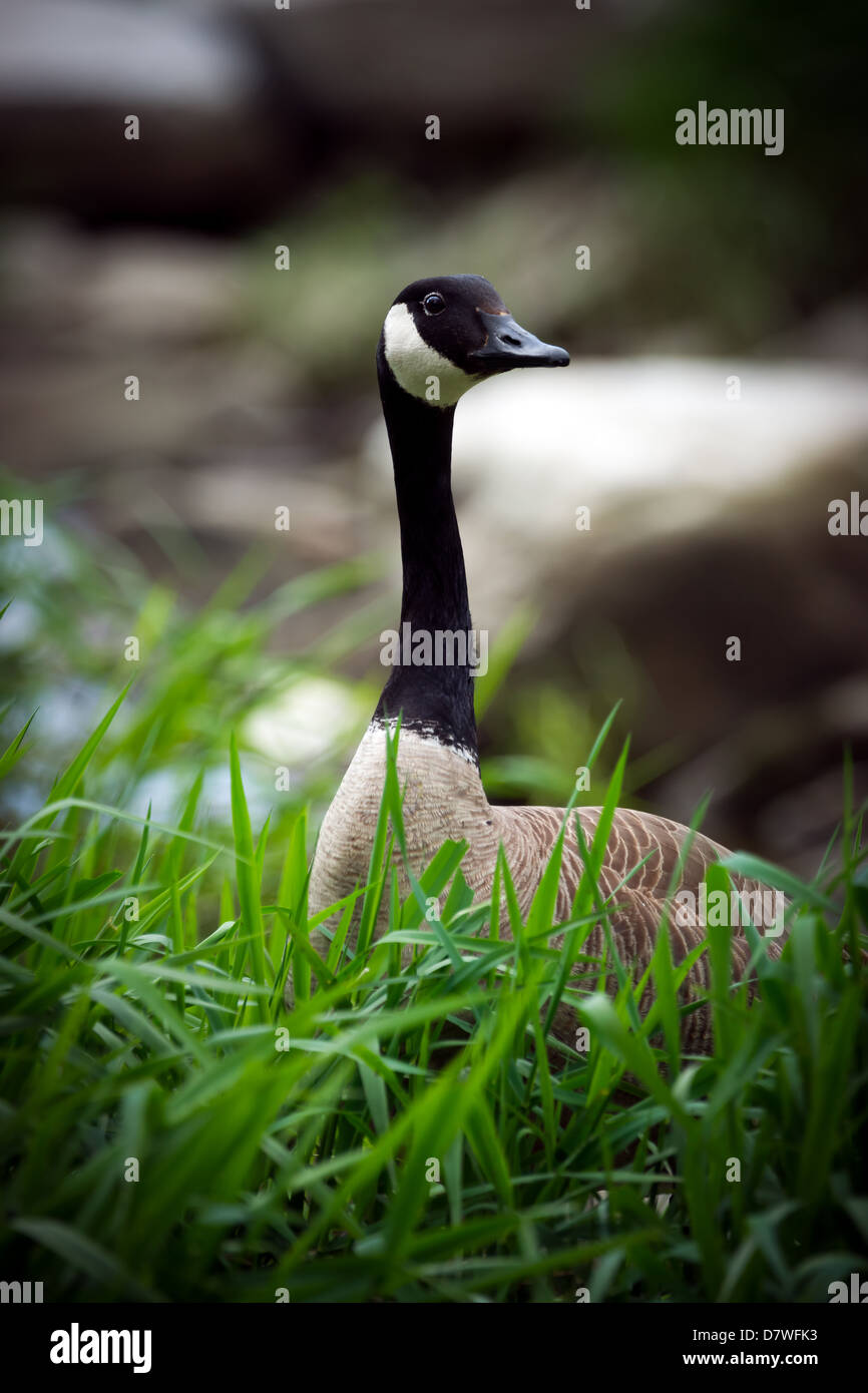 Un curioso oca Canadese (Branta canadensis) aderisce alla sua testa fino al di sopra di erba alta. Foto Stock